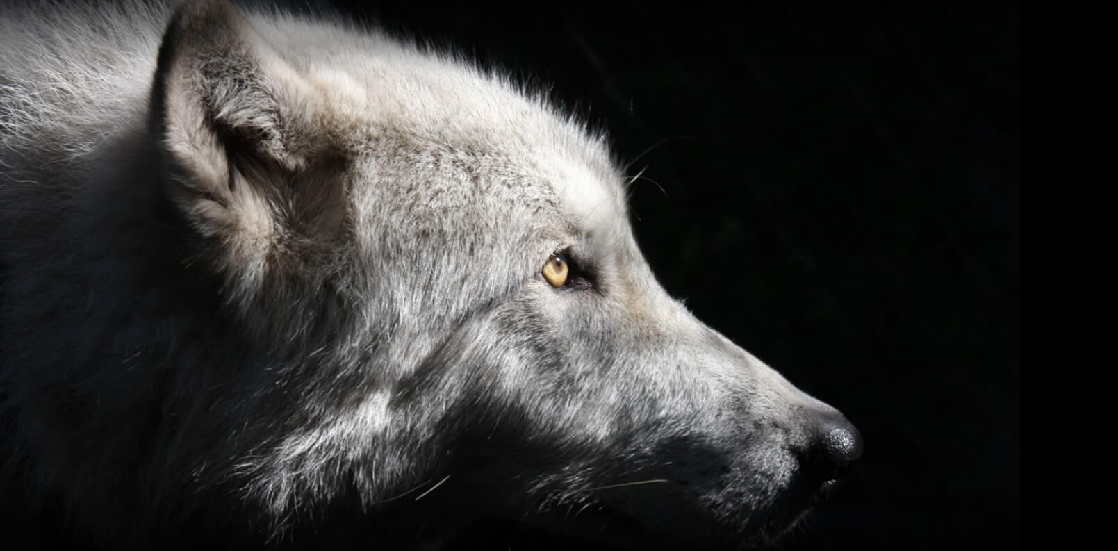 Shy Wolf Sanctuary is a Lifeline to Direwolf Fans and Many More